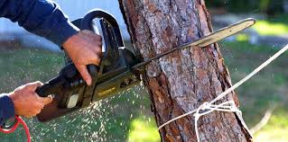 Professional Tree Care in Lemoore Station, CA