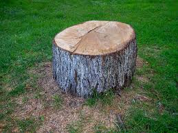 Best Arborist Consultation Services  in Lemoore Station, CA