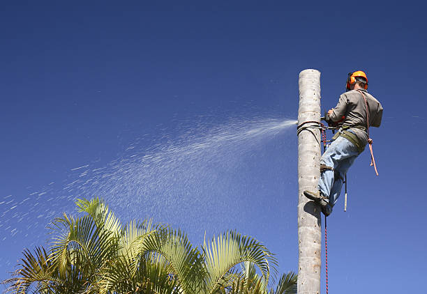 Best Commercial Tree Services  in Lemoore Station, CA
