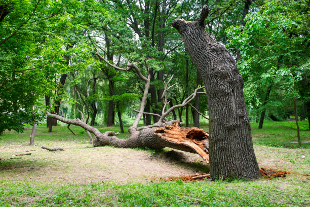 Best Tree Maintenance Programs  in Lemoore Station, CA