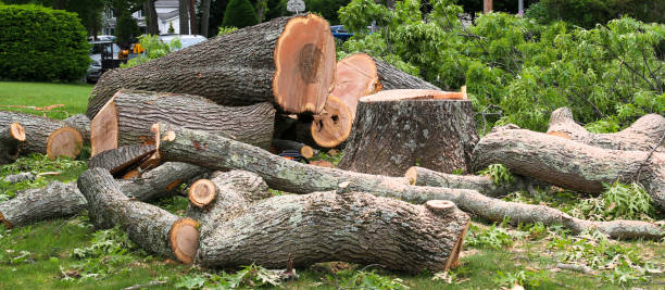 Best Root Management and Removal  in Lemoore Station, CA