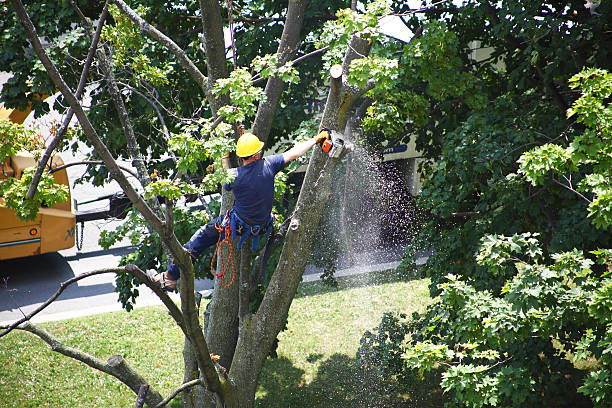 Best Tree Preservation Services  in Lemoore Station, CA