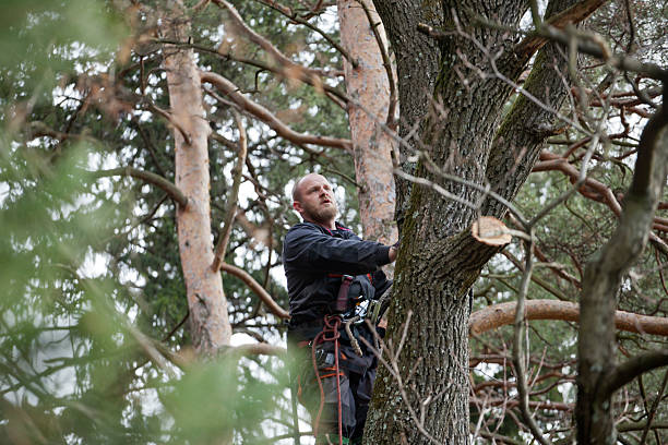 How Our Tree Care Process Works  in  Lemoore Station, CA