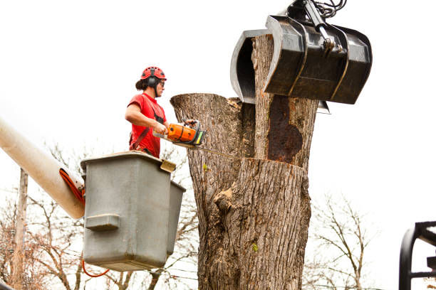 Best Leaf Removal  in Lemoore Station, CA