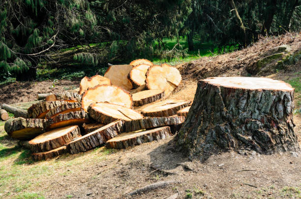 Best Tree Mulching  in Lemoore Station, CA